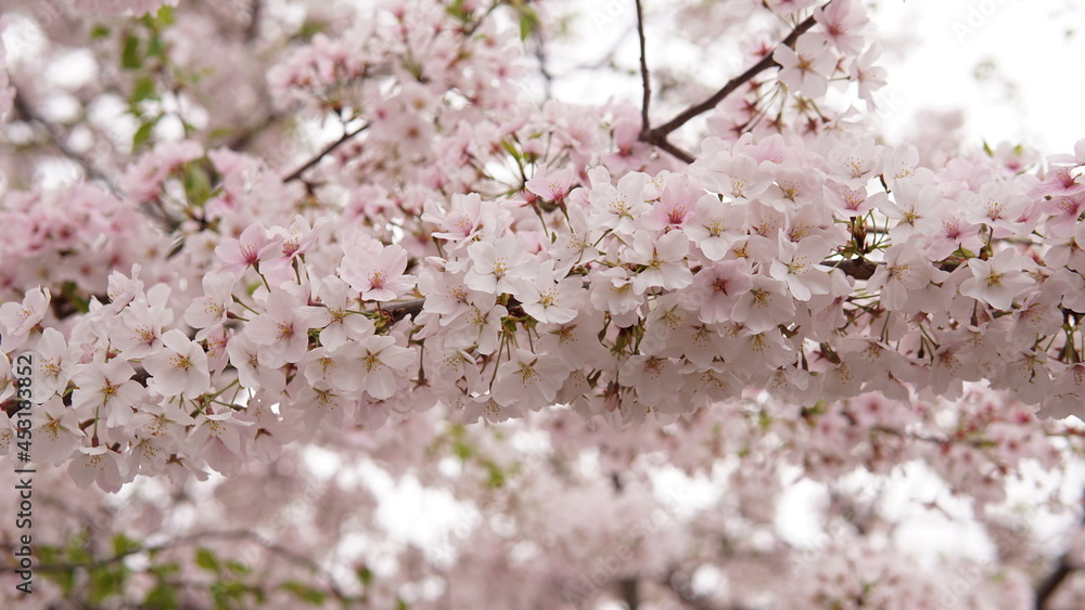 cherry blossom 