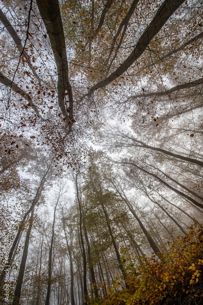 Fototapeta premium Autumn forest bottom view 