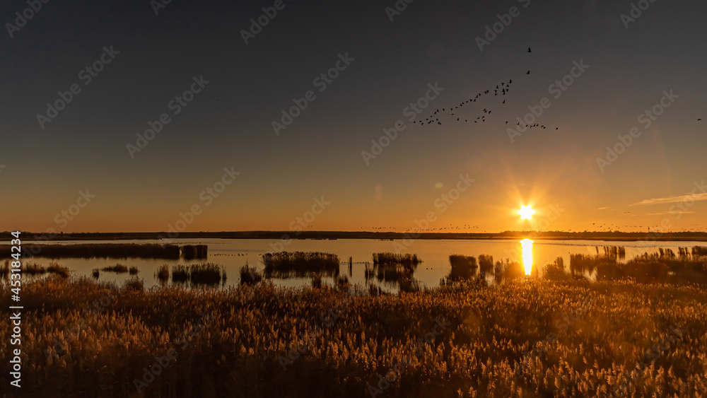 Migrating birds