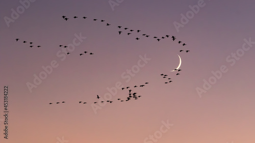 Migrating birds