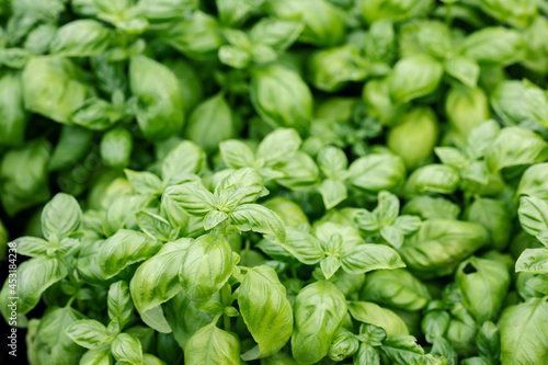 Top-down picture of Genovese basil plants. Basil (Ocimum basilicum), also called sweet basil, is a tender plant, and is used in cuisines worldwide. This cultivar is used for the famous Genoese pesto.