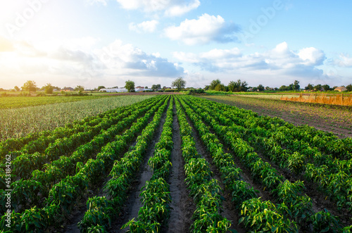A farm field planted with pepper crops. Growing capsicum peppers  leeks and eggplants. Growing organic vegetables on open ground. Food production. Agroindustry agribusiness. Agriculture  farmland.