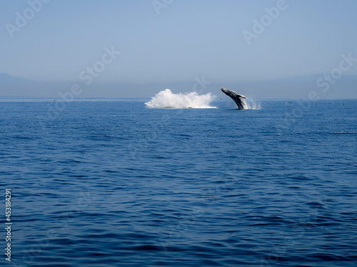 Jump of a whale in the sea