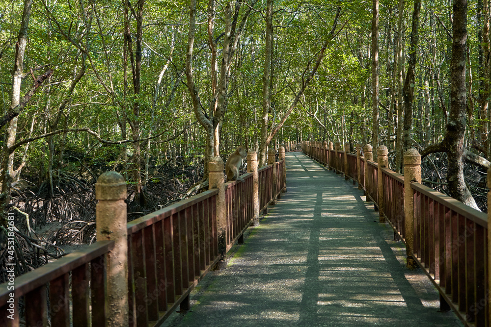 Walk through the mangrove forest in Asia