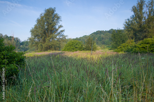 The clearing in the morning