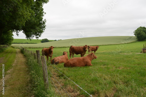 Foto vache limousine