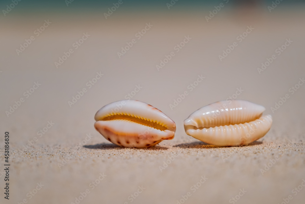 Sea scallops shell on a beach with space for text, ocean on bacground. Maldives, july 2021. Crossroads Maldives.
