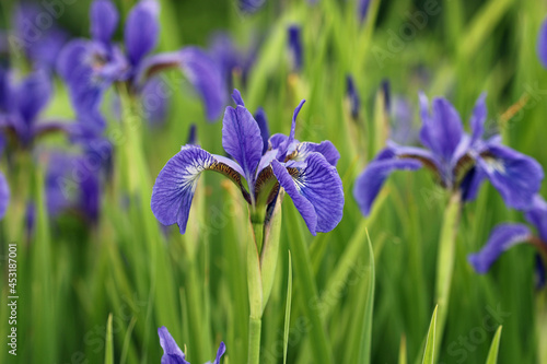 Blue siberian flag iris flowers in close up