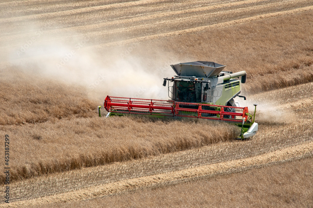 Fototapeta premium Harvest time - Combine harvester cutting a crop of rape seed in the countryside of North Yorkshire, England.
