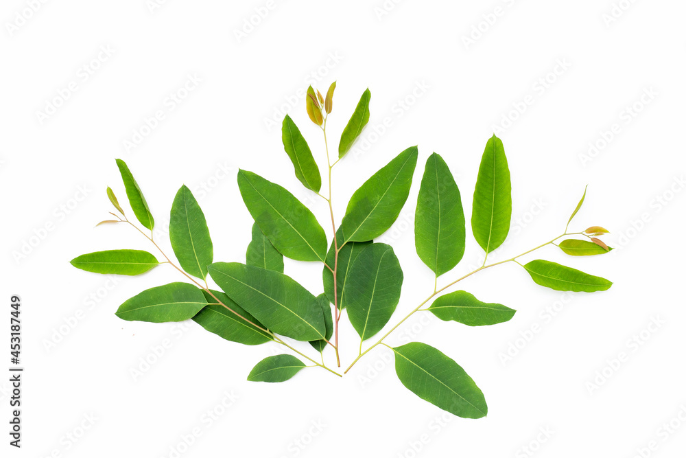 Fototapeta premium Eucalyptus leaves on white background.