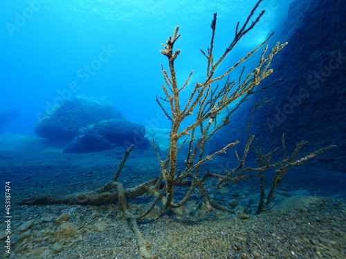 Photography tree fell in the sea from storm ocean scenery of a tree underwater