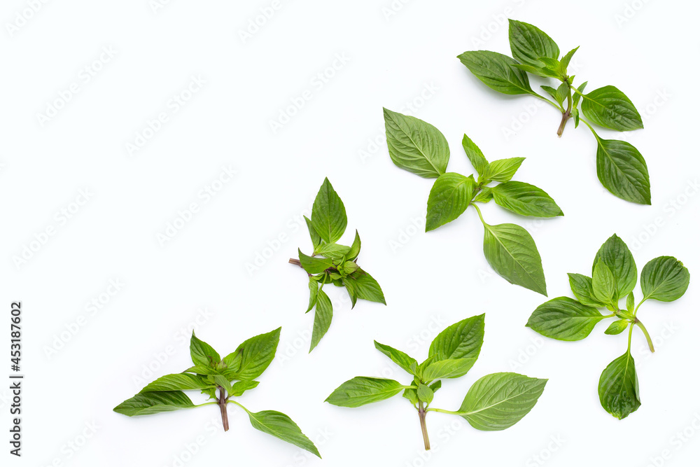 Fototapeta premium Sweet basil on white background.