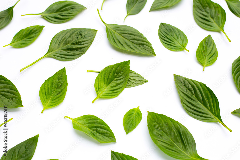 Sweet basil on white background. Sweet basil on white background.