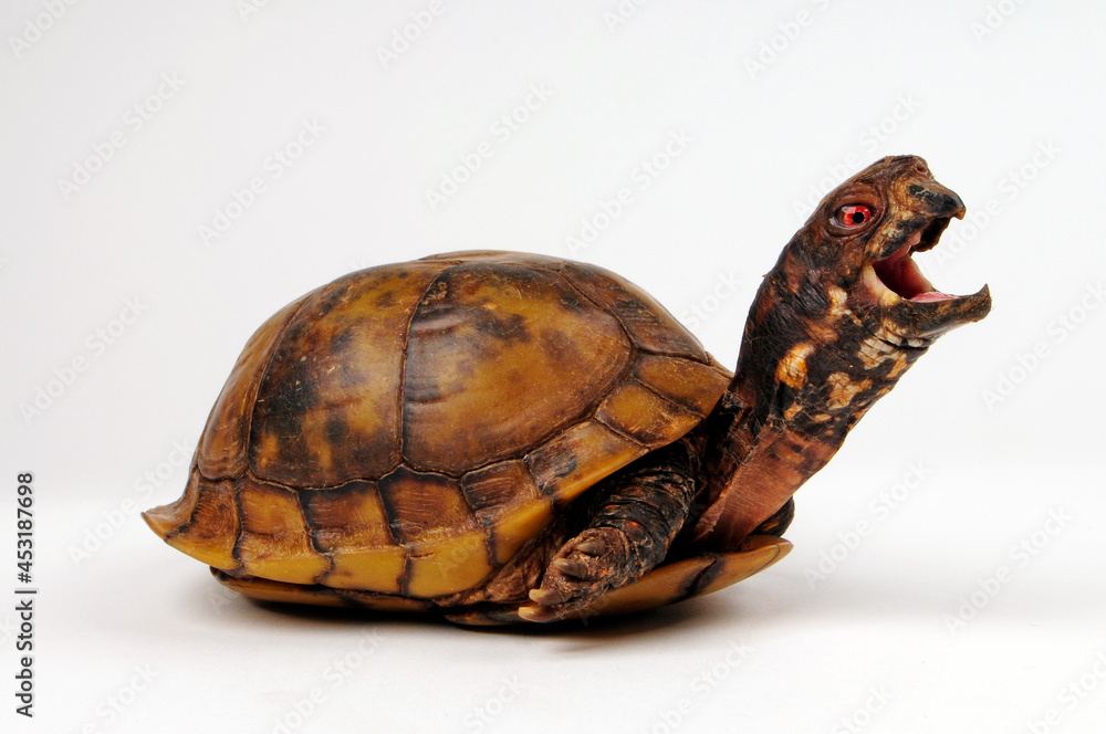 Naklejka premium Dreizehen-Dosenschildkröte, Carolina-Dosenschildkröte // Three-toed box turtle, Common box turtle (Terrapene carolina triunguis)