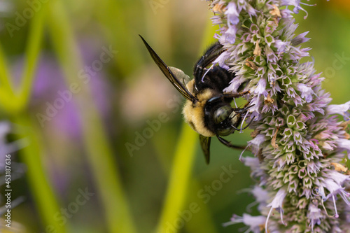 Eastern Carpenter Bee on Anise Hyssop Flowers