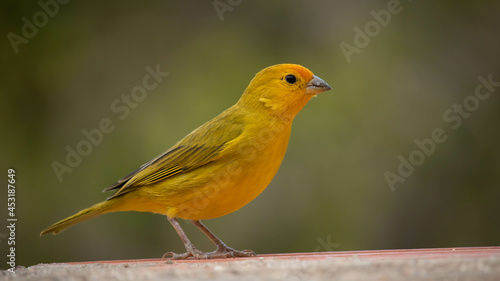 The canary of the land Scalis flaveola, is also known as the canary of the garden, canary of the tile. © Teeh