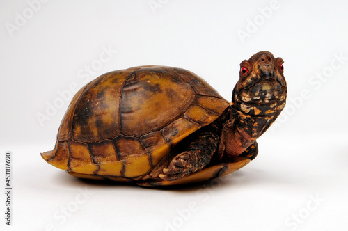 Three-toed box turtle, Common box turtle // Dreizehen-Dosenschildkröte, Carolina-Dosenschildkröte (Terrapene carolina triunguis) photo