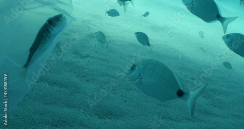 Wallpaper Mural fish scenery underwater sun beams sun rays underwater mediterranean sea sun shine relaxing ocean scenery Torontodigital.ca