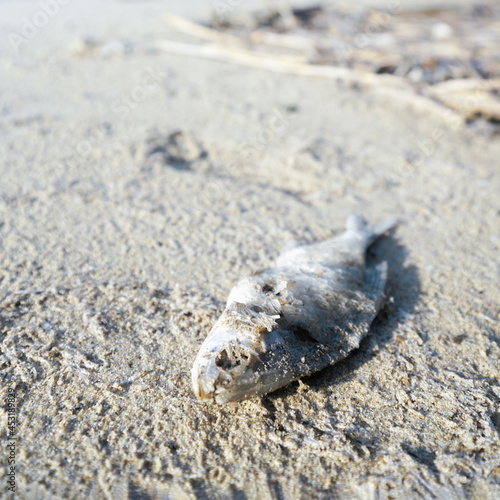 dead fish on hot sand, global warming, climate change