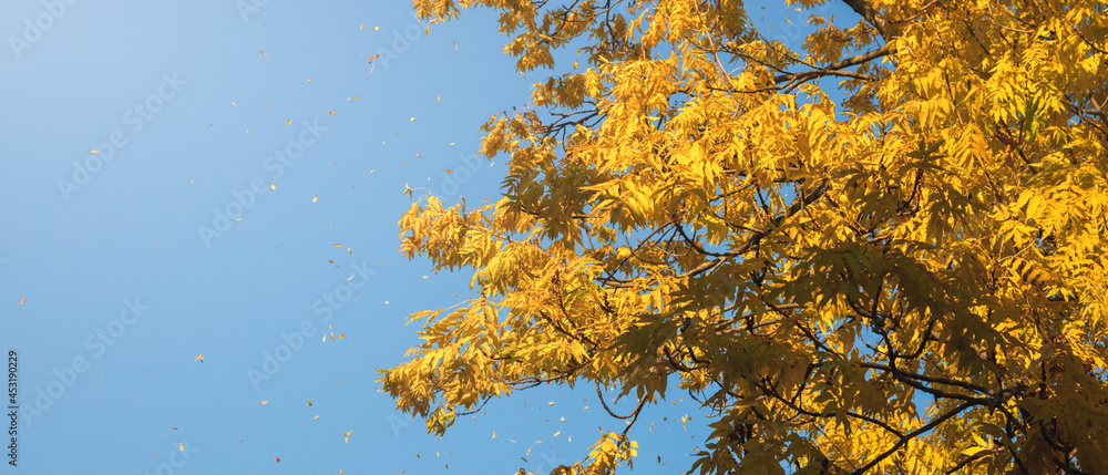 yellow leaves on a tree, soft focus