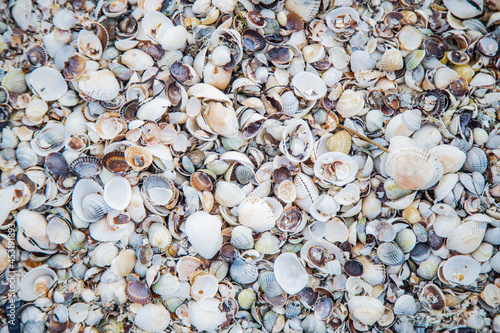 Background, sand consisting of small and large shells under the sun rays 