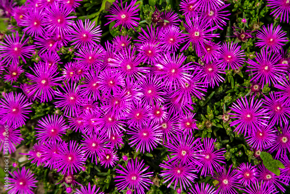 Background of small pink flowers and the green leaves Background of small pink flowers and the green leaves