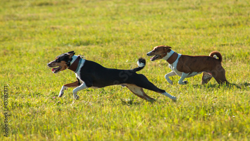 Basenjis running qualification for lure coursing championship