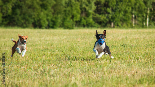 Basenjis running qualification for lure coursing championship