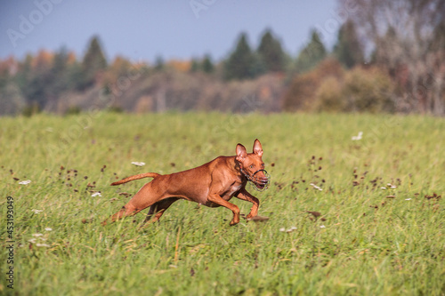 cirneco dell etna running full speed at lure coursing photo