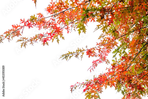 Pin oak autumnal foliage photo