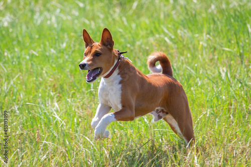 Basenji puppy first time running on dog sport