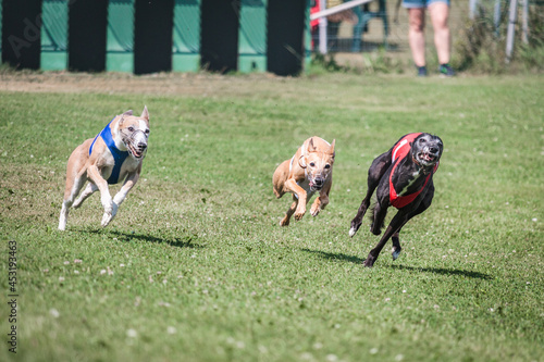 Three whippet dogs running at racing competion