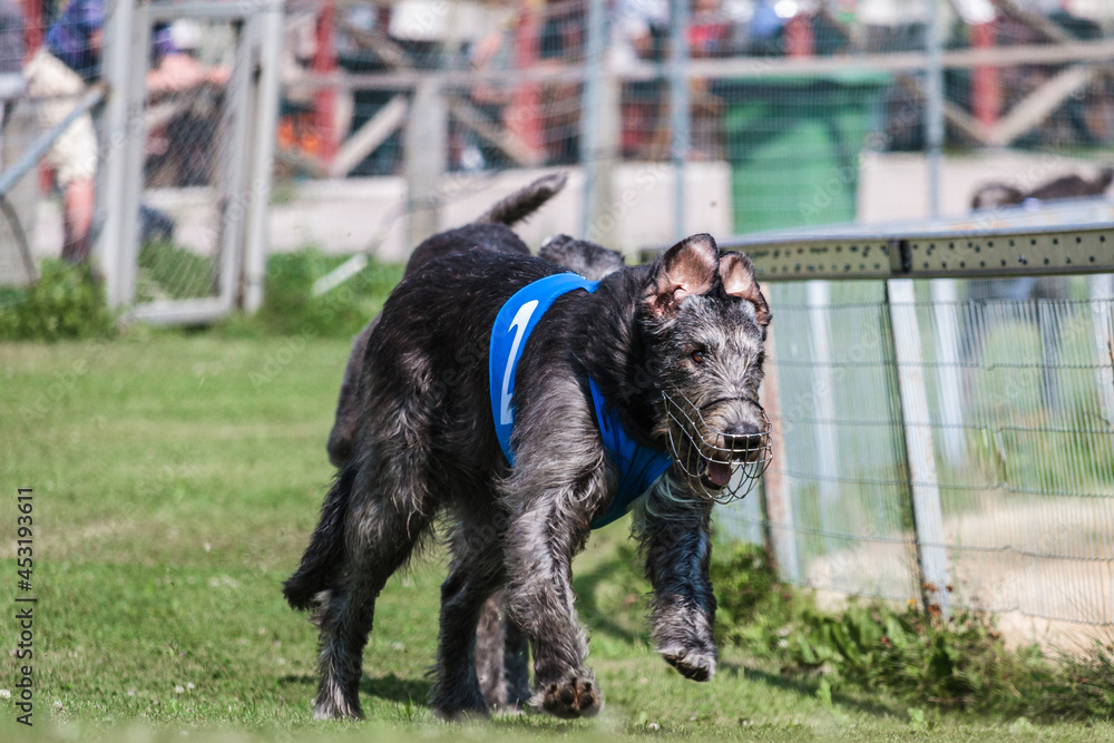 two greyhound dogs running at racing competion two greyhound dogs running at racing competion
