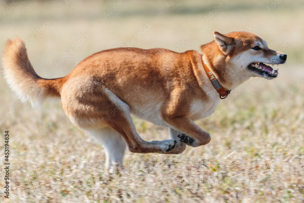 shiba inu dog running on the field in lure coursing shiba inu dog running on the field in lure coursing