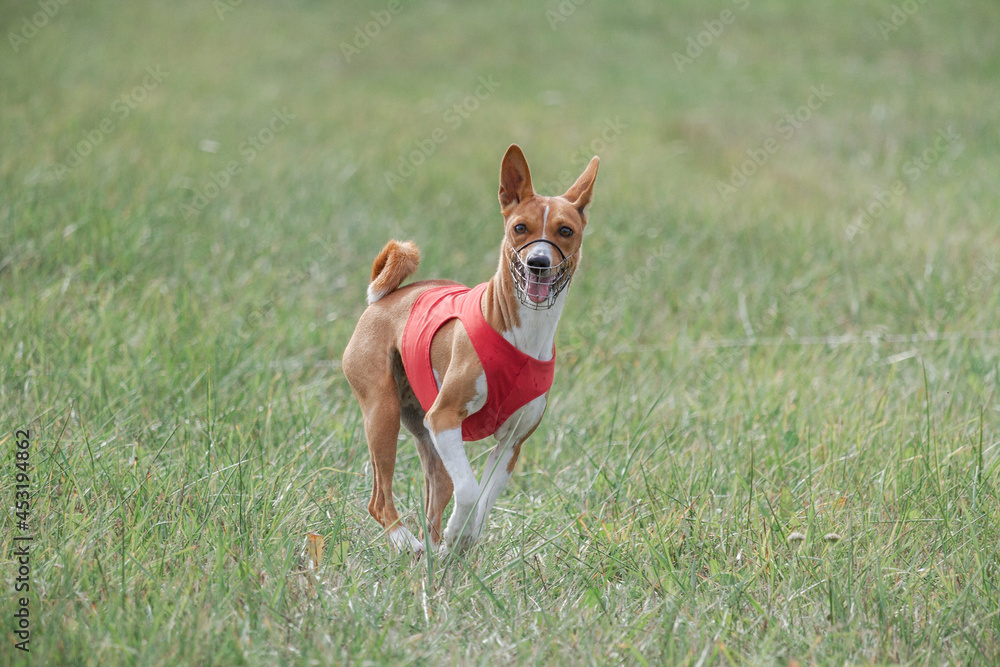 Basenji running in green field on lure coursing competition