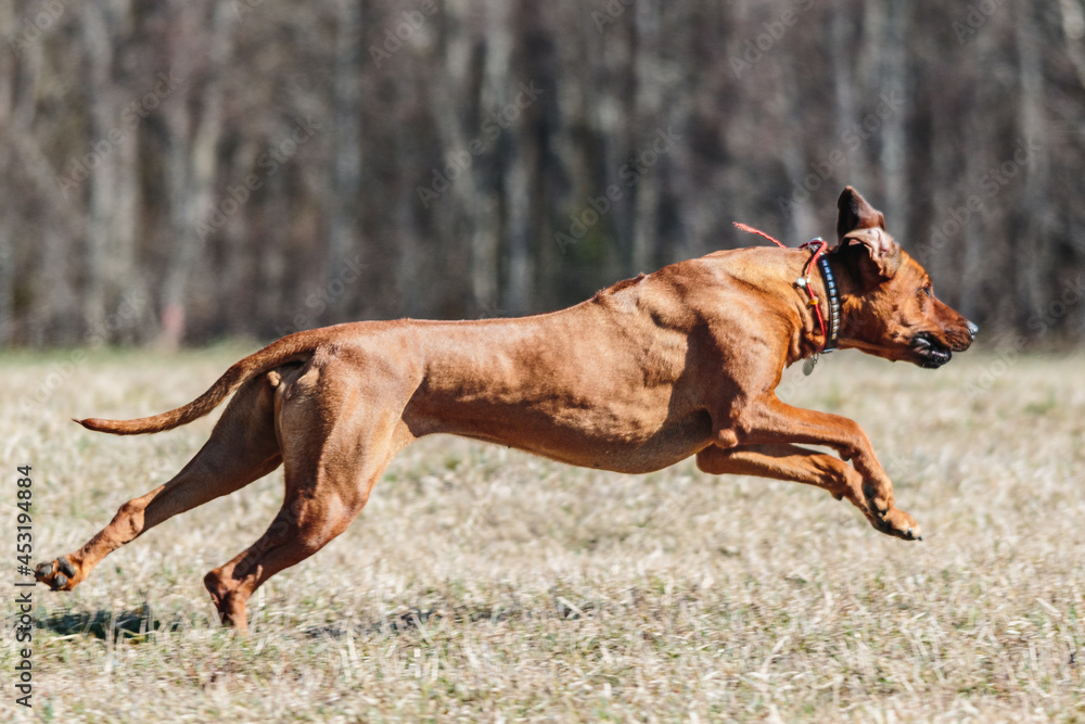 Rhodesian Ridgeback dog running full speed at lure coursing