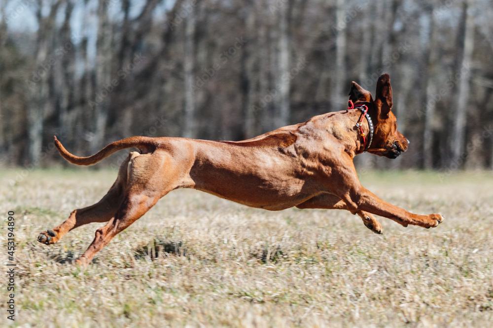 Rhodesian Ridgeback dog running full speed at lure coursing Rhodesian Ridgeback dog running full speed at lure coursing