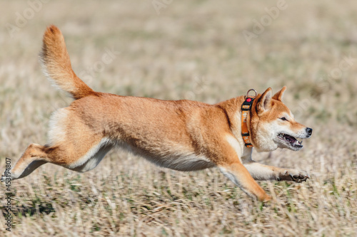 shiba inu dog running on the field in lure coursing © Aleksandr Tarlokov