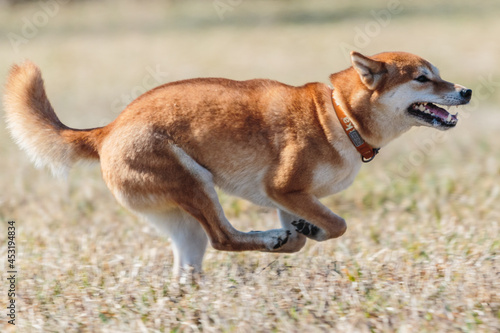 shiba inu dog running on the field in lure coursing © Aleksandr Tarlokov