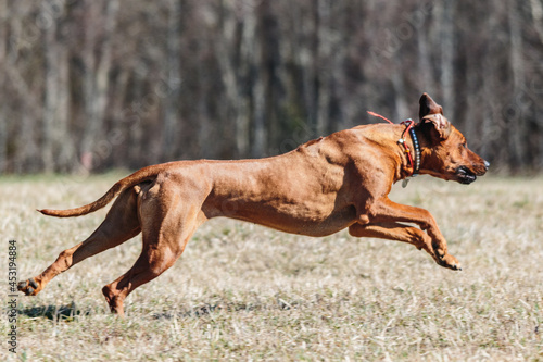 Rhodesian Ridgeback dog running full speed at lure coursing