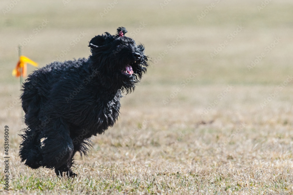 Dog running on the field in lure coursing