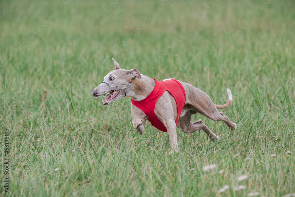 Whippet running in a red jacket coursing field on lure coursing