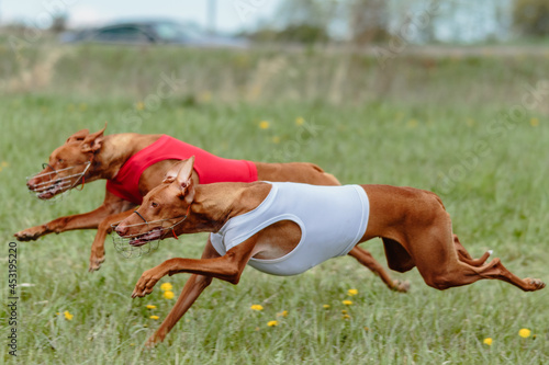 Two cirneco dell etna running full speed at lure coursing photo