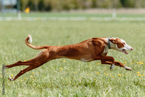 Podenco dog running full speed at lure coursing © Aleksandr Tarlokov