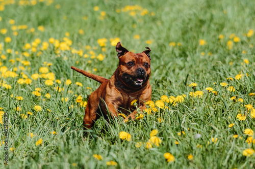 Staffordshire Bull Terrier running straight at the camera photo