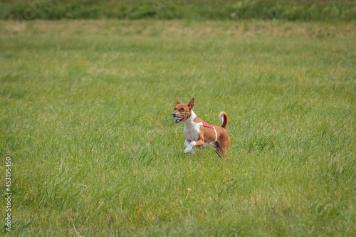 Basenji puppy first time running on dog sport