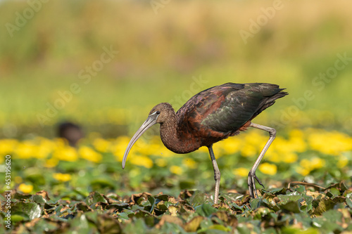 Glossy ibis exploring