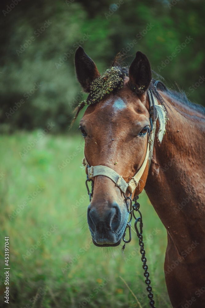 Fototapeta premium a brown horse grazes in a meadow in the village