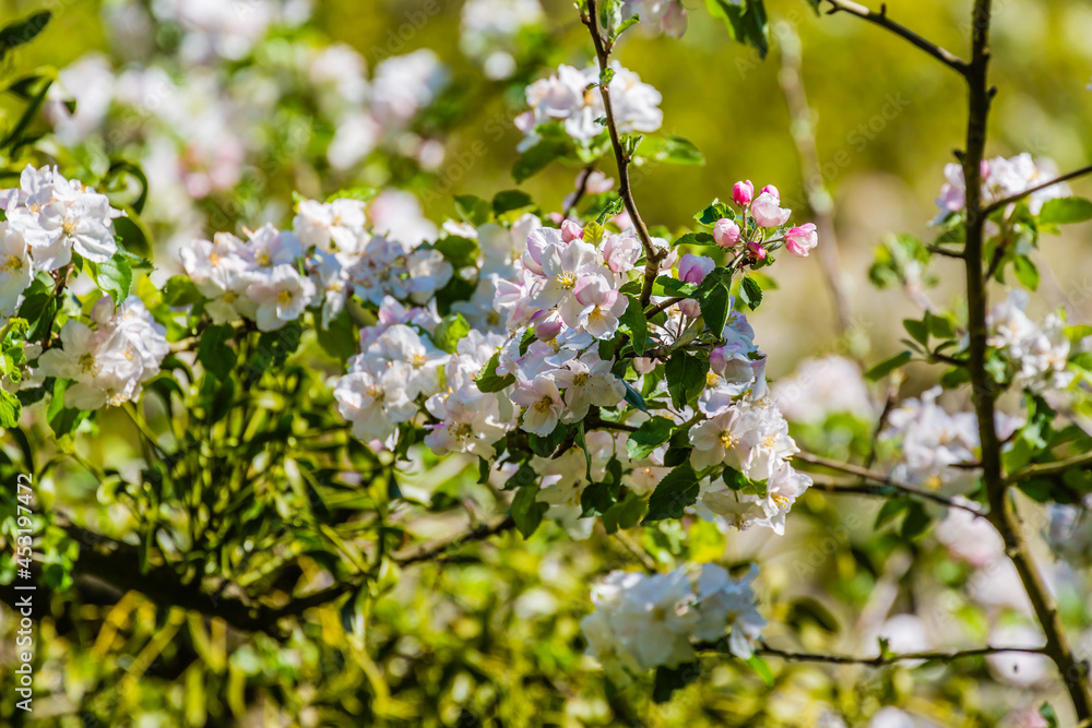 Flowers in the Dutch open air museum