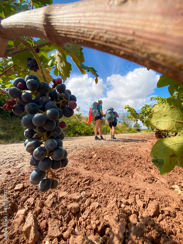 Pilgrims with Hiking Gear Walking past Vinyeards of La Rioja along the Way of St James Pilgrimage Trail Camino de Santiago